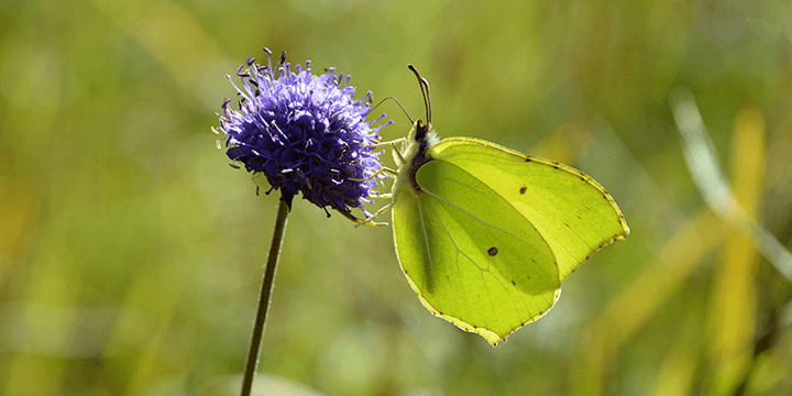 Cancer- och allergifonden