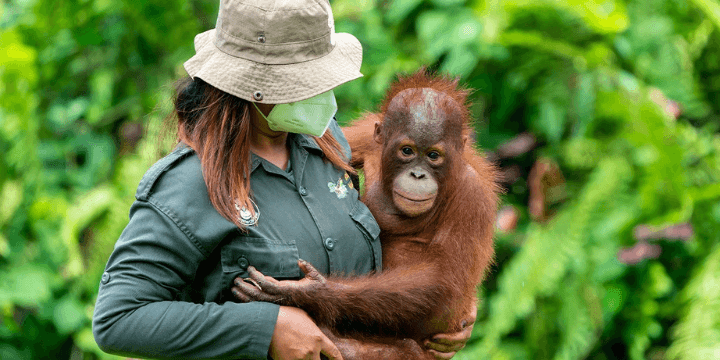 Save the Orangutan